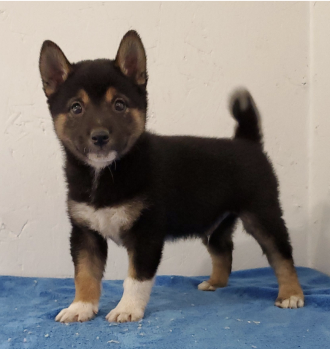 comprar cachorros sanos, baratos y asequibles para la venta